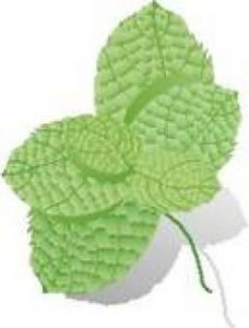cropped-Mint.jpg